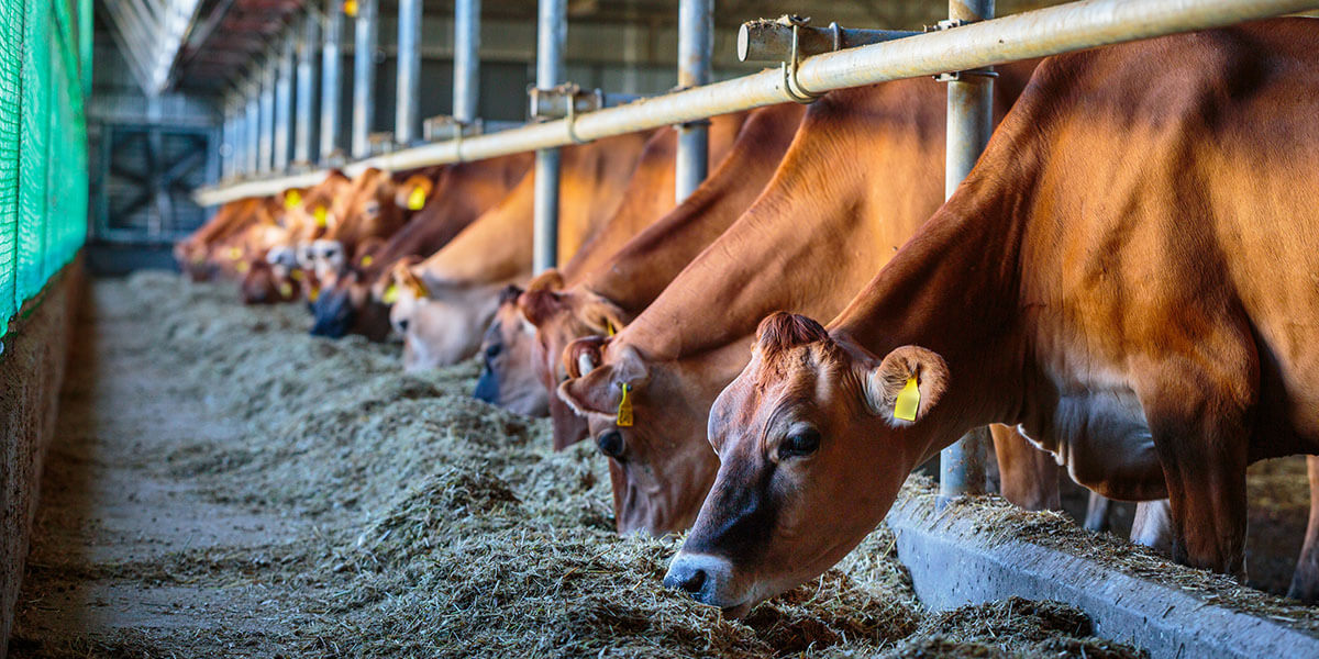 Jersey dairy cows at the feedbunk