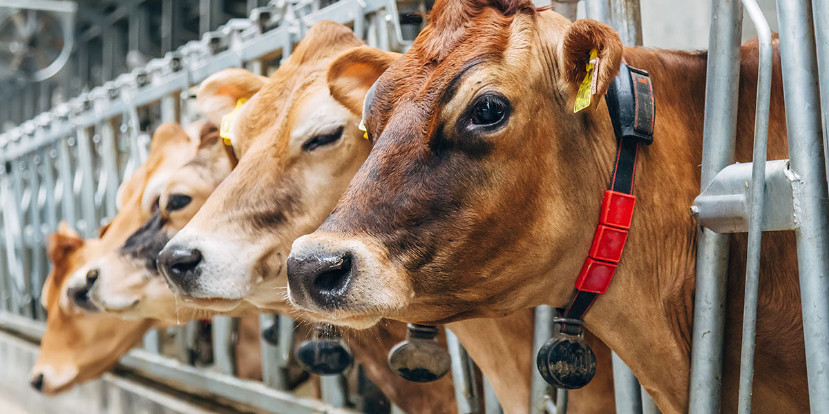 Jersey cows eating at the feed bunk