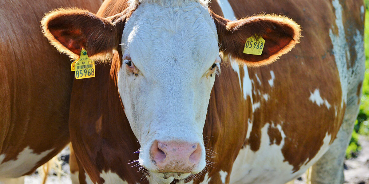 Close up of a beef cow in a pasture.