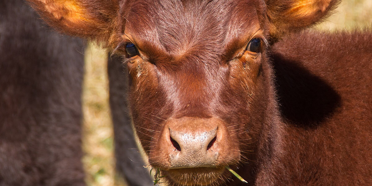 Lone weaned calf, up close.