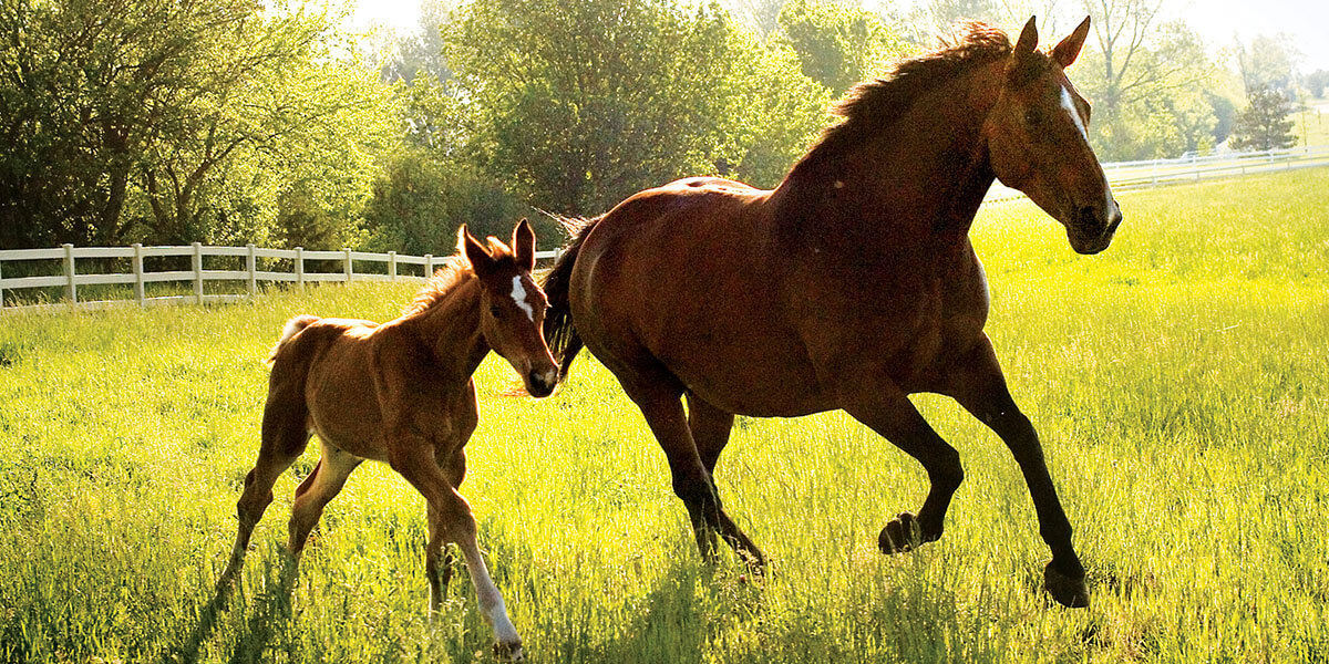 Mare and colt running in a pasture.