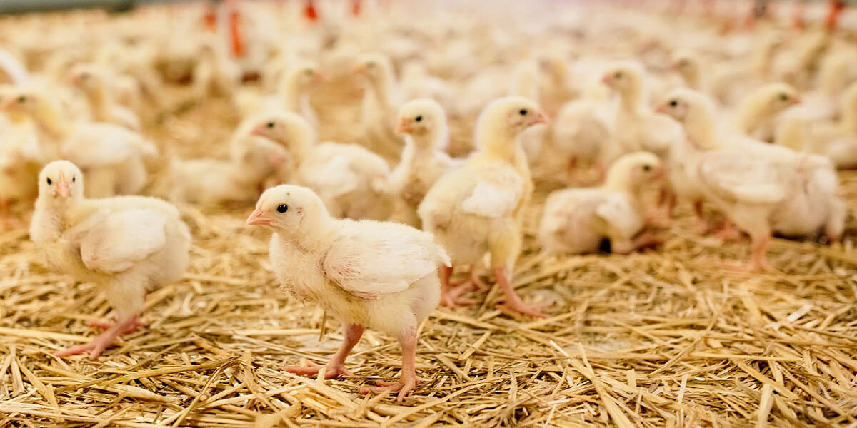 Broiler chicks on litter.