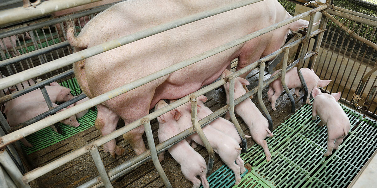Sow nursing piglets in a crate