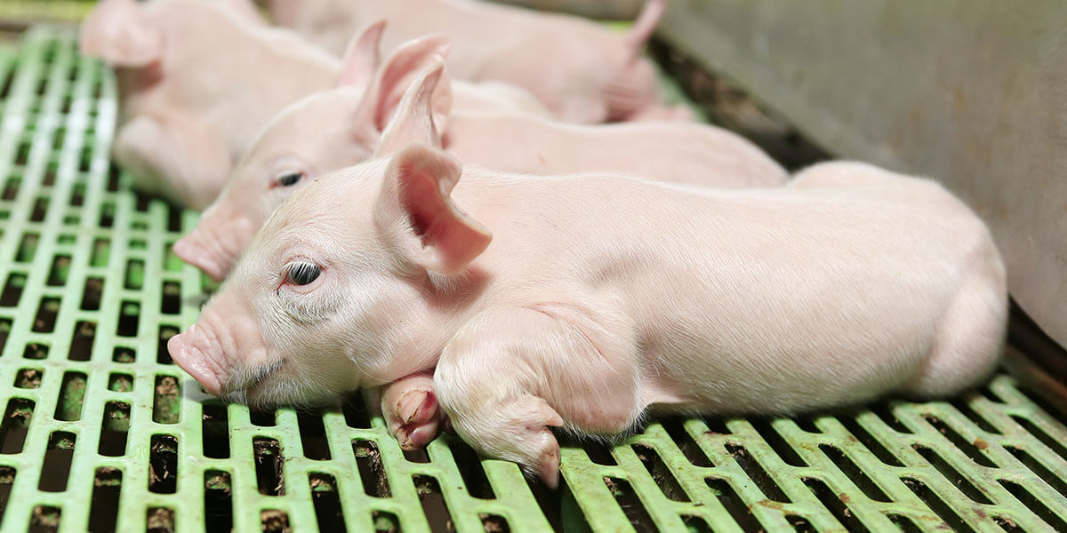 Group of piglets, shown laying in a pen.