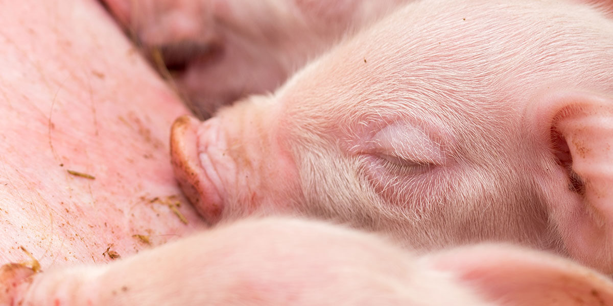 Piglets nursing a sow.