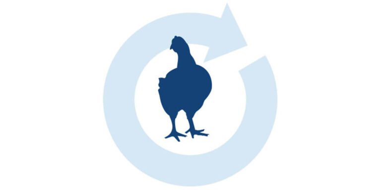 Poultry illustrated image