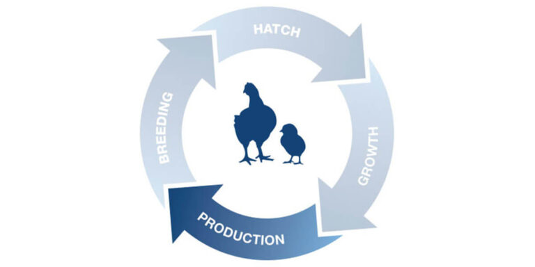 Poultry production icon.