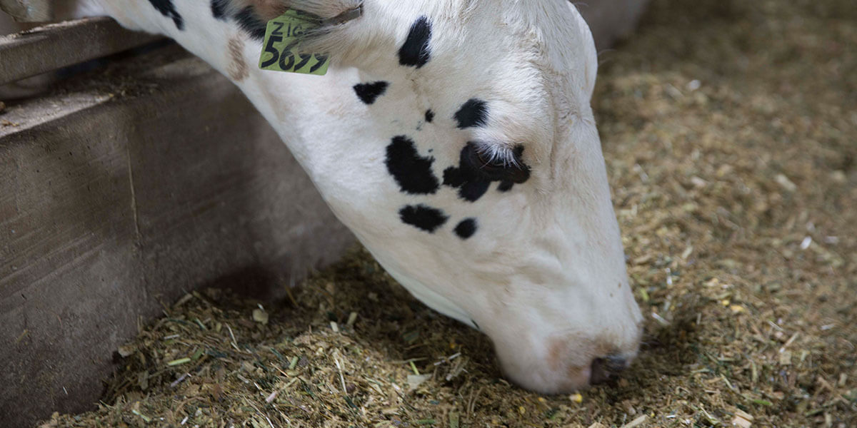 Dairy cow eating feed from a bunk