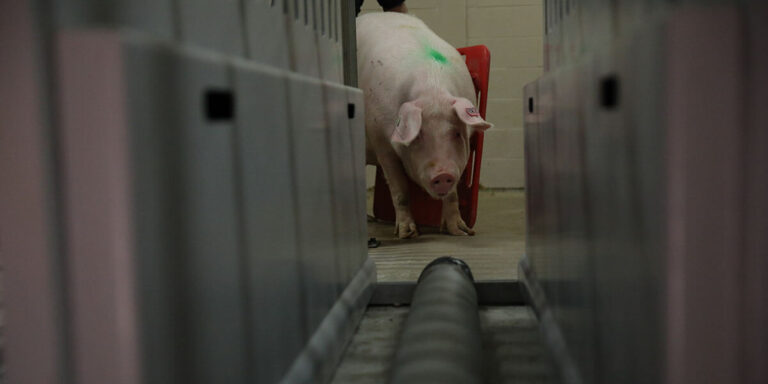 Sow Entering Feet First Chute