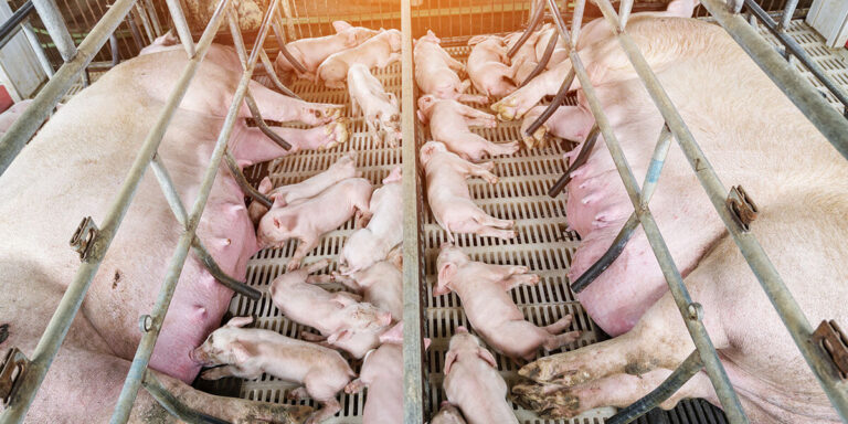 Two sows lying in crates with piglets