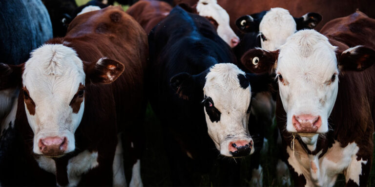 Group of stockers in a pasture.