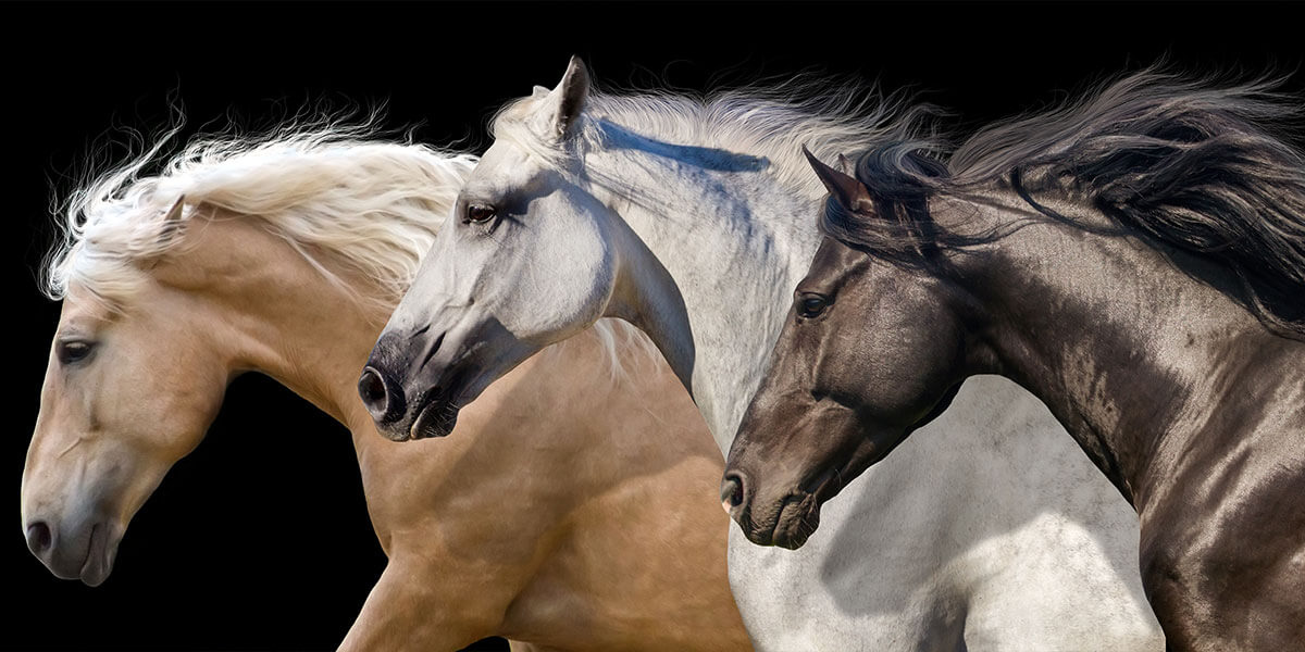 Three race horses.