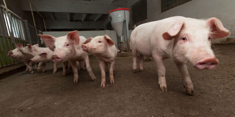 Weaned pigs walking in a pen.