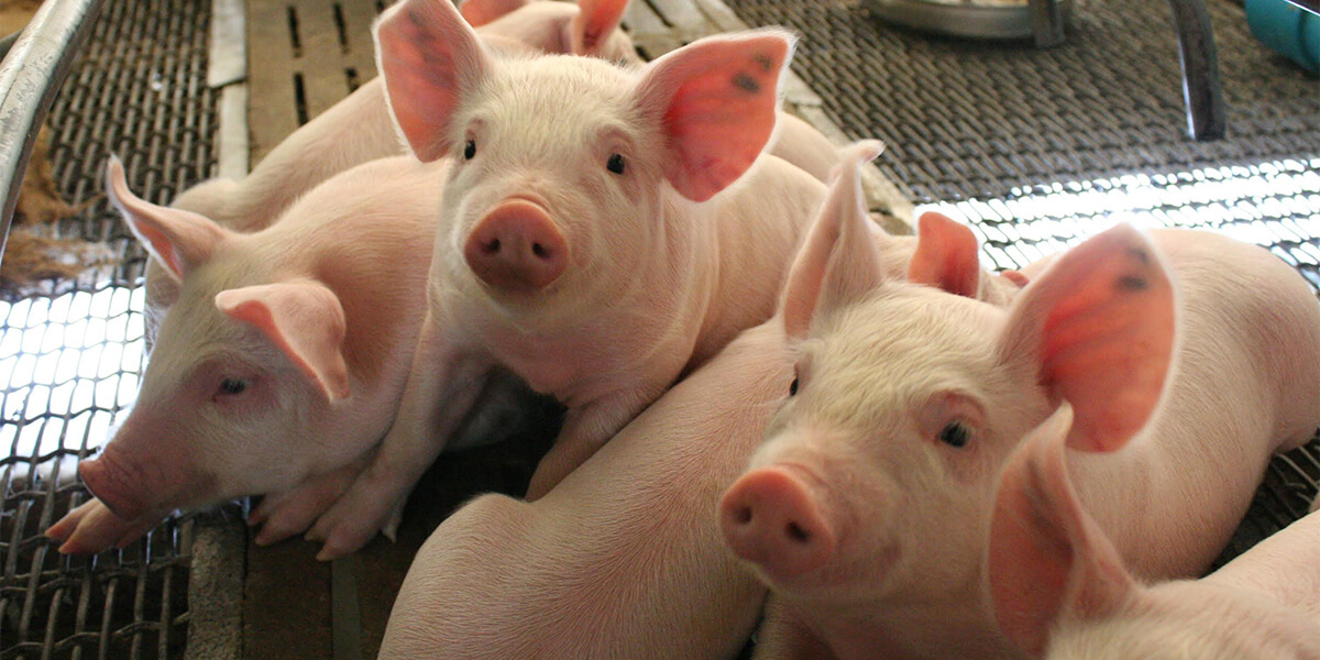 Weaned pigs in a farrowing unit.