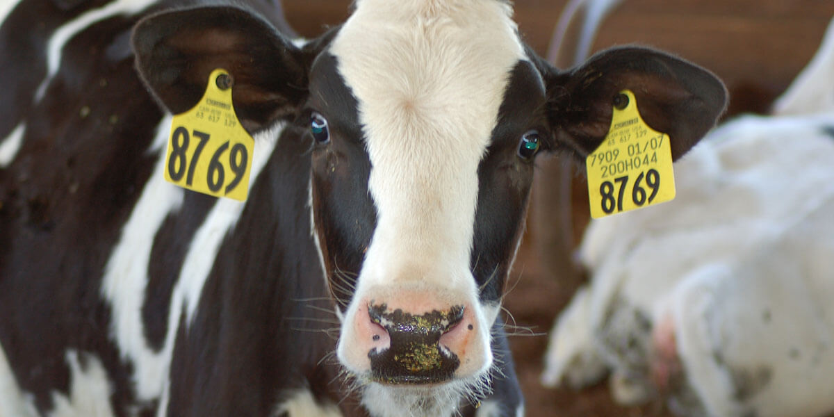 Young dairy heifer looking forward