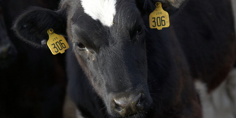 Dairy heifer close up.