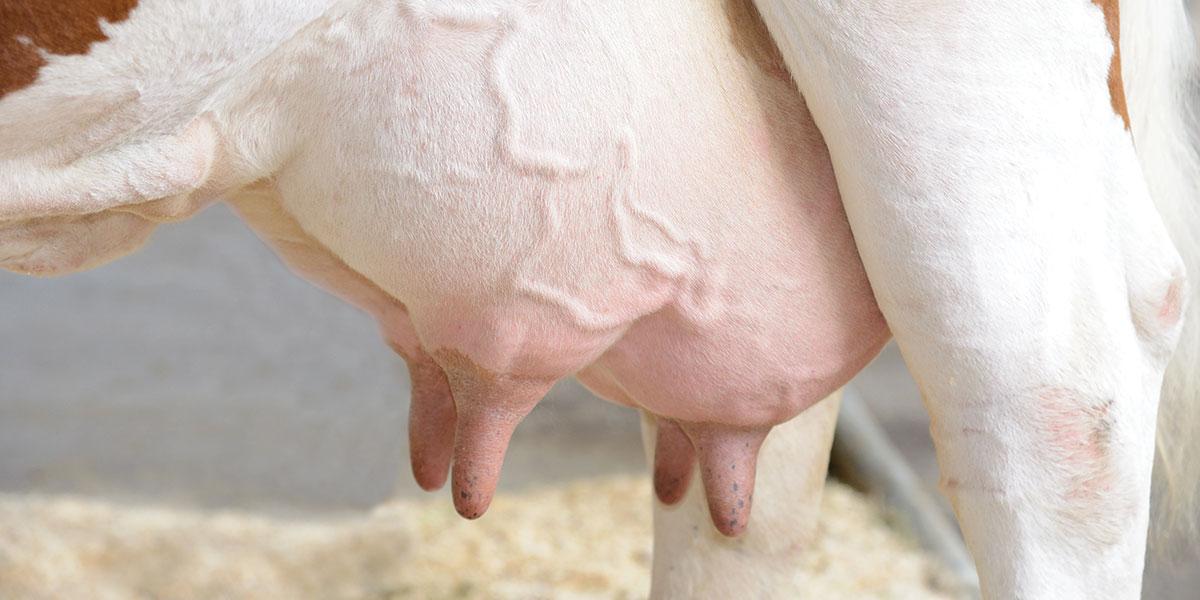 Close-up of cow udder.