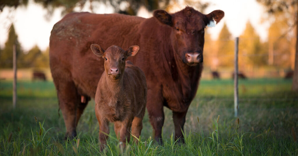 Choosing the Right Trace Minerals to Be a Part of Your Cow/Calf
