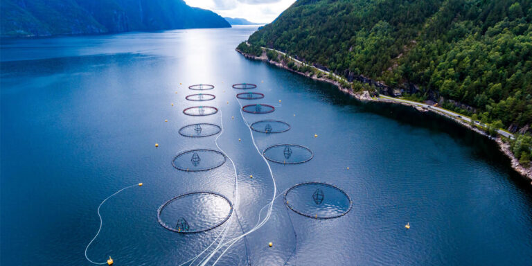 Aerial view of an aquaculture production operation.