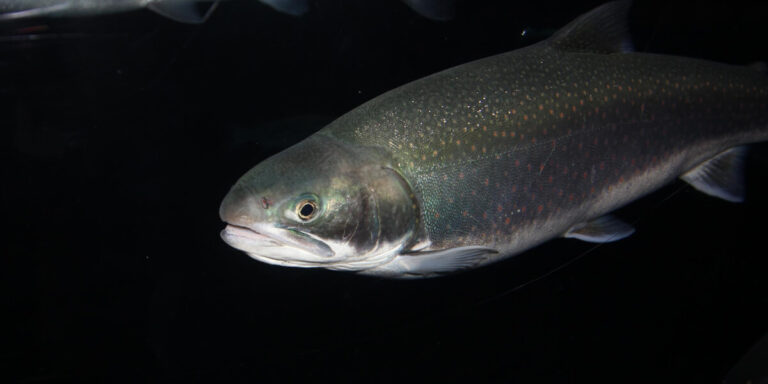 Atlantic salmon under water.