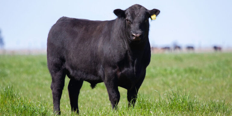 Angus Hereford bull in a pasture.