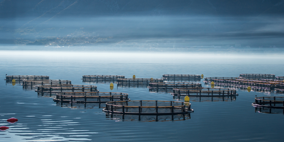 Aquaculture Farming Fish Meal Diets