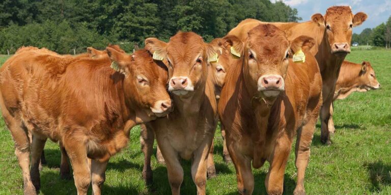 Beef calves in the pasture.