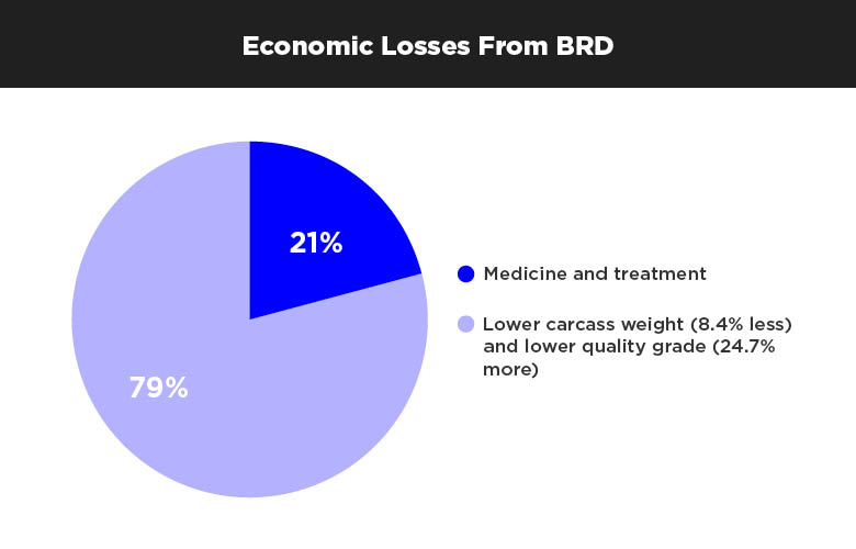 Bovine Respiratory Disease Economic Losses Research Data