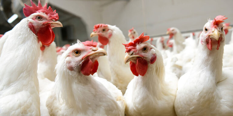 A group of broiler chickens together.