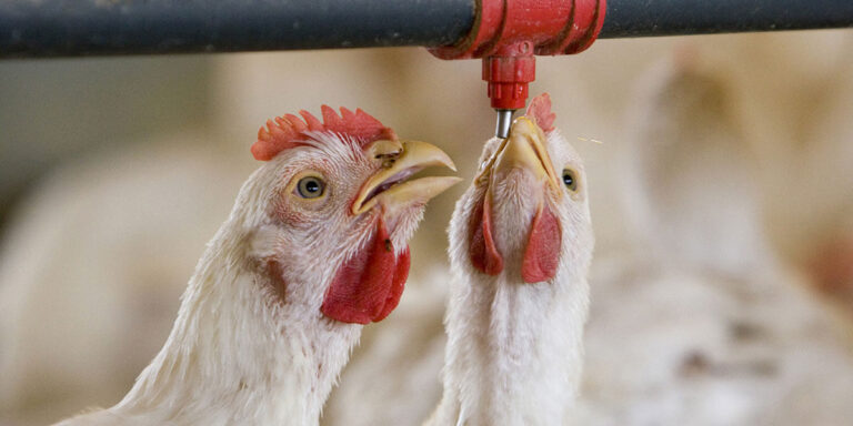 Two broilers drinking water.