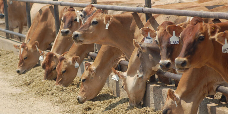 Dairy cows at the feedbunk.