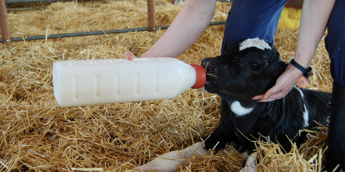 Newborn dairy calf being fed with a bottle.