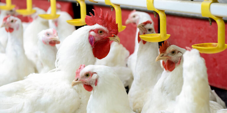 Broiler breeders at a poultry facility.
