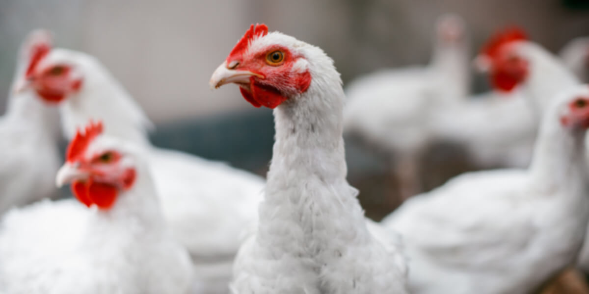 Broiler chickens close up.