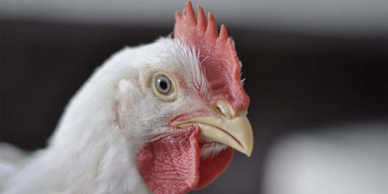 Broiler chicken up close.