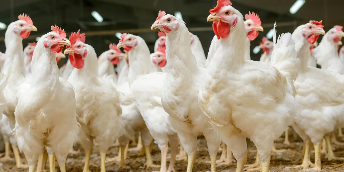 Broilers standing on litter.