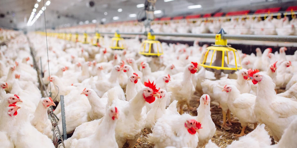 Broilers and broiler breeders in a poultry facility.