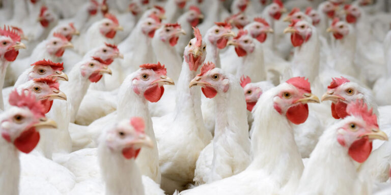 A group of broilers together at a facility.