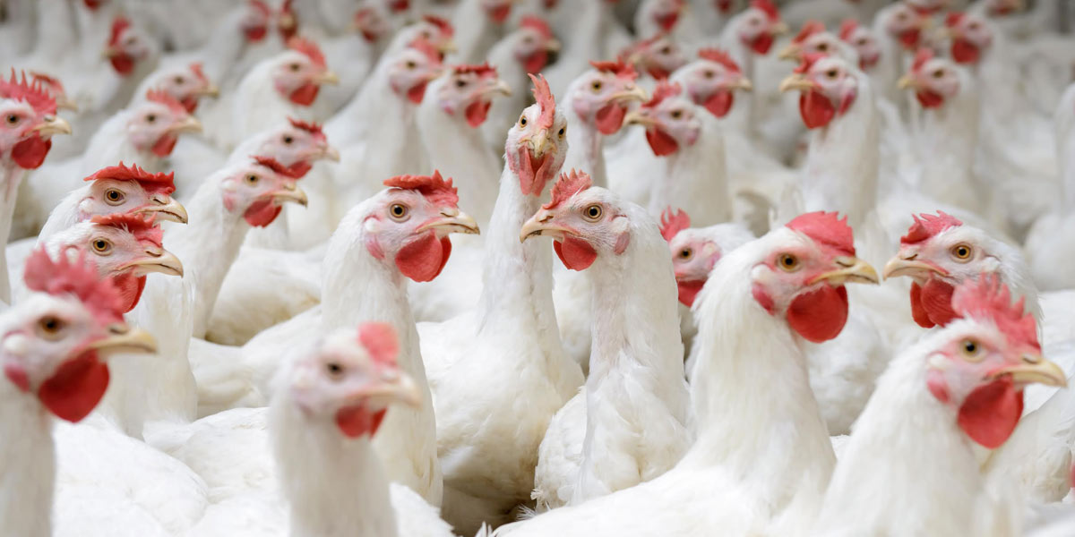 A group of broilers together at a facility.