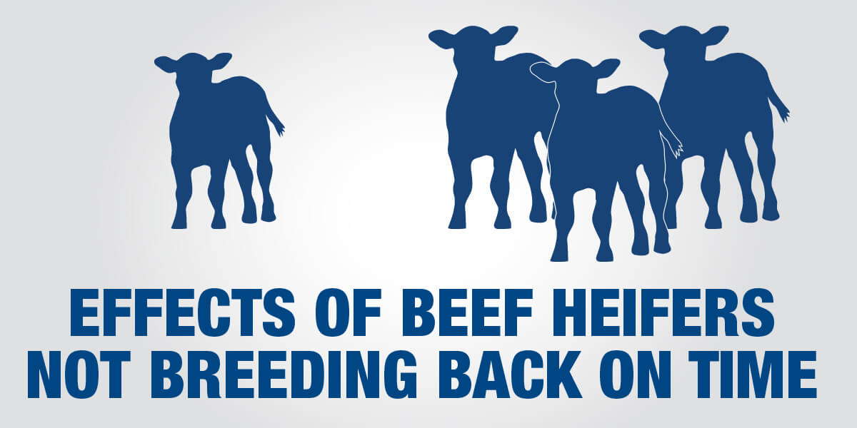 Effects of beef heifers not breeding back on time graphic