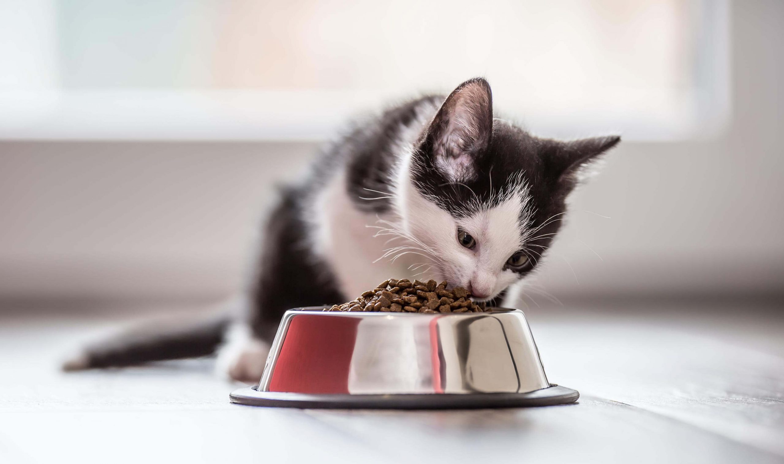 cat eating from a bowl.