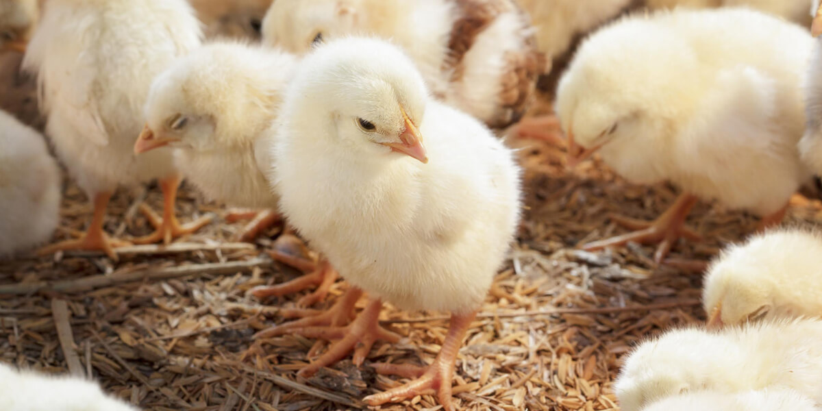 Chick standing in litter.