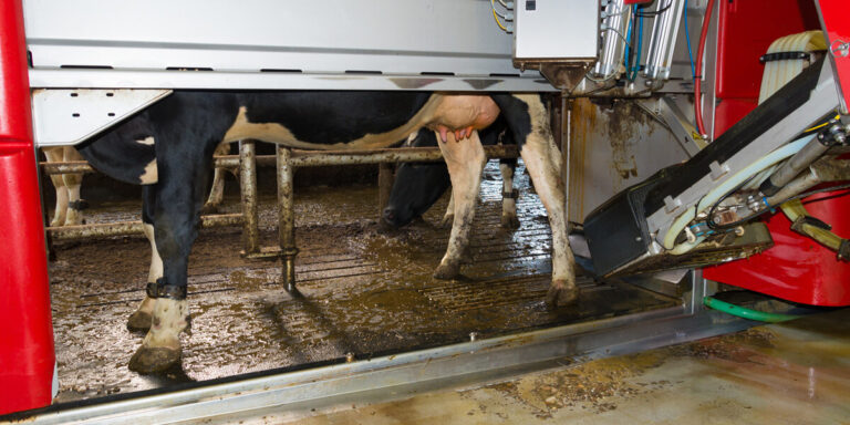 Cow being milked in a robotic milker.