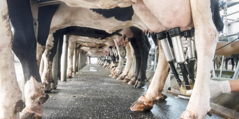 Dairy cow being milked.