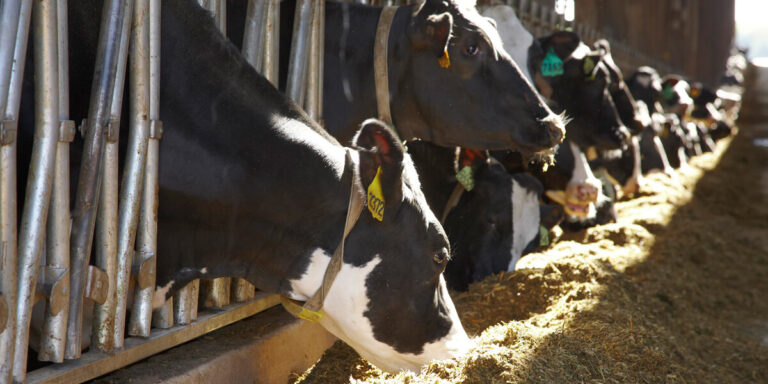 Dairy cow eating from feed bunk.