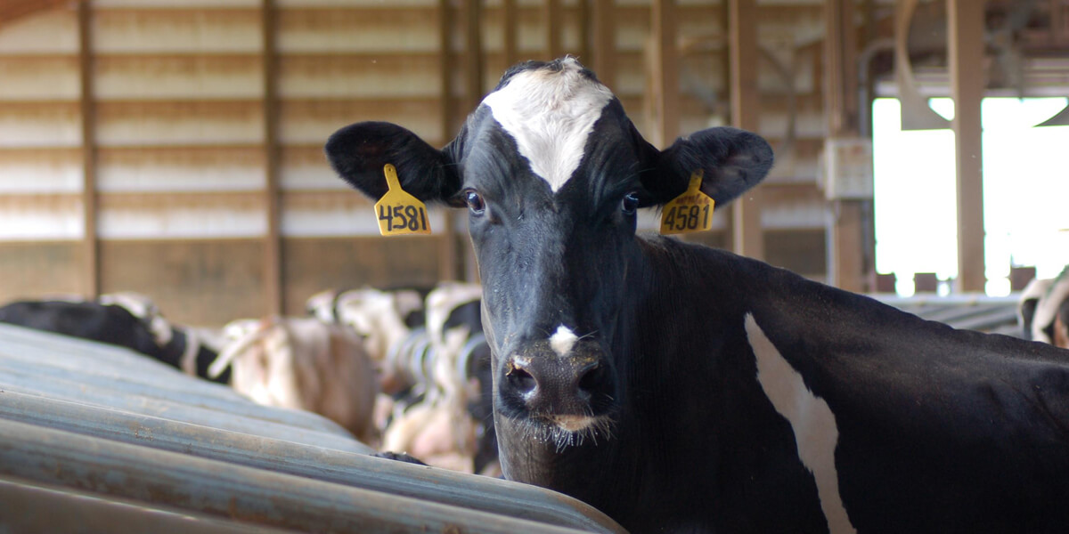 Dairy cow standing by a stall.