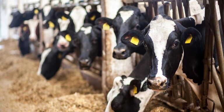 Dairy cows at the feedbunk.