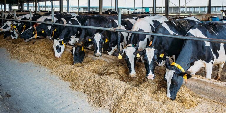 Dairy cows eating forage from the feed bunk.