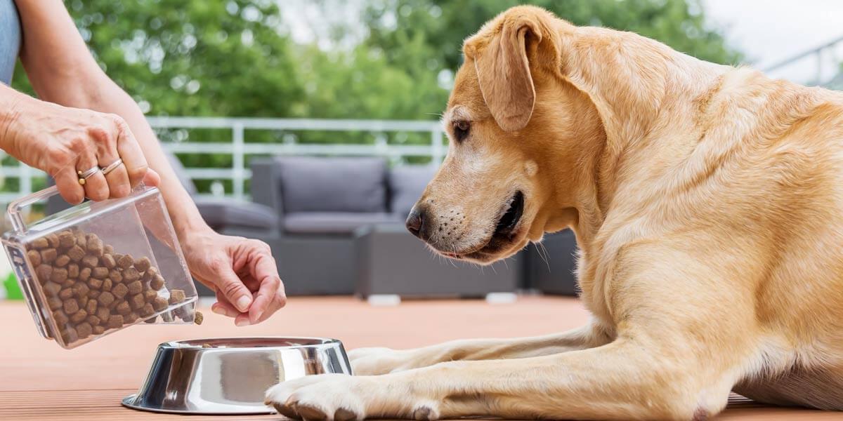 Dog watching as food is poured into its bowl.