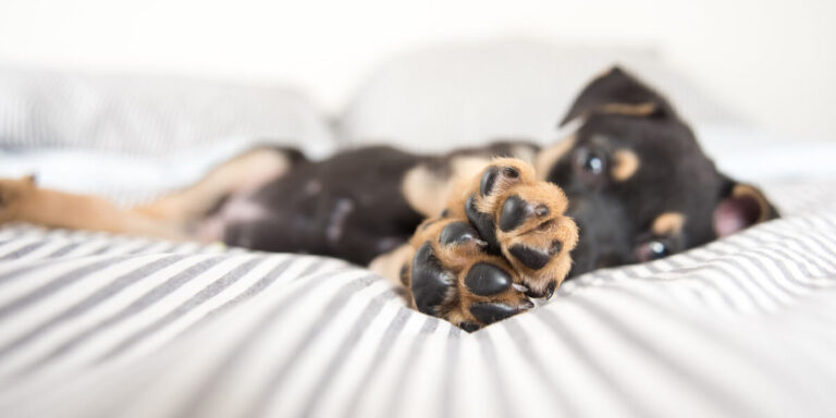 Dog reaching out, showing paw pads up close.